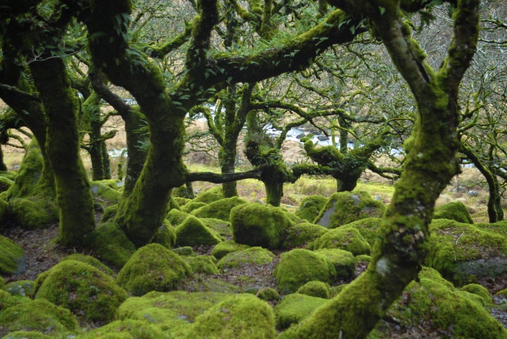 rain forest dartmoor lush green moss and lichen and ferns growing on ancient oaks