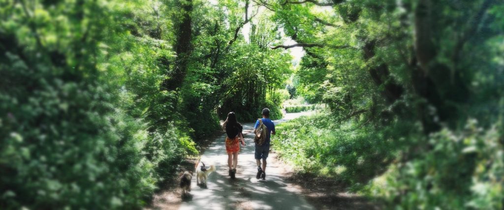 Explore. man and teenager walk down a lane away from us with dogs springtime